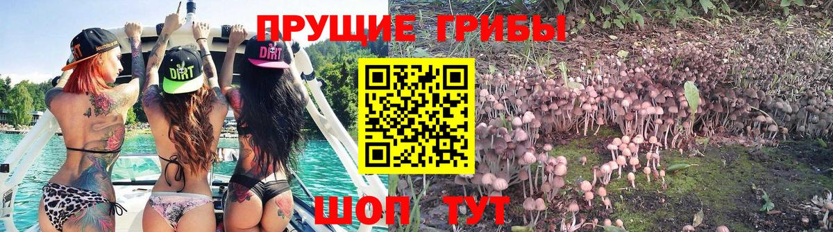 Псилоцибиновые грибы Psilocybine cubensis  Вход с VPN  Ефремов 
